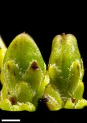 Veronica hectorii subsp. coarctata. Ripening capsule. Scale = 1 mm.
 Image: P.J. Garnock-Jones © P.J. Garnock-Jones CC-BY-NC 3.0 NZ